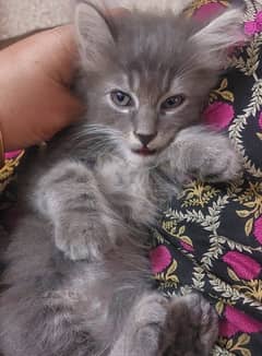 Persian kitten | Grey Kitten | 45 days | male |Duble coat| 03008003560 0