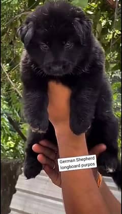 German Shepherd on God puppies forces