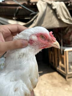 Paper white hen