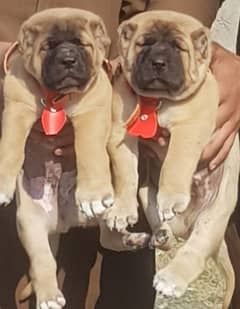 king kurdish kangal security dog pair 2 month for sale