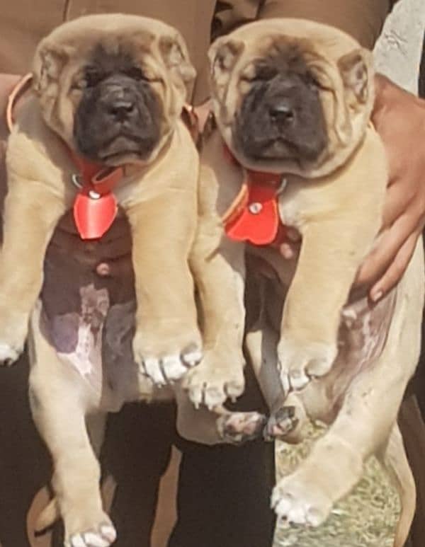 king kurdish kangal security dog pair 2 month for sale 0