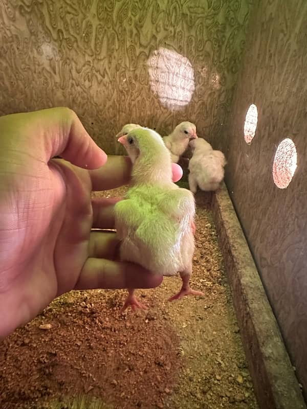 paper  white  aseel heera chicks 2