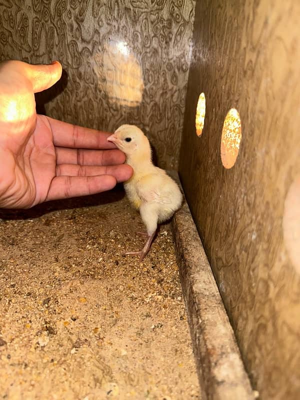 paper  white  aseel heera chicks 3