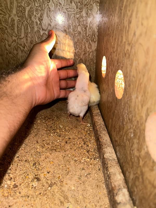 paper  white  aseel heera chicks 4