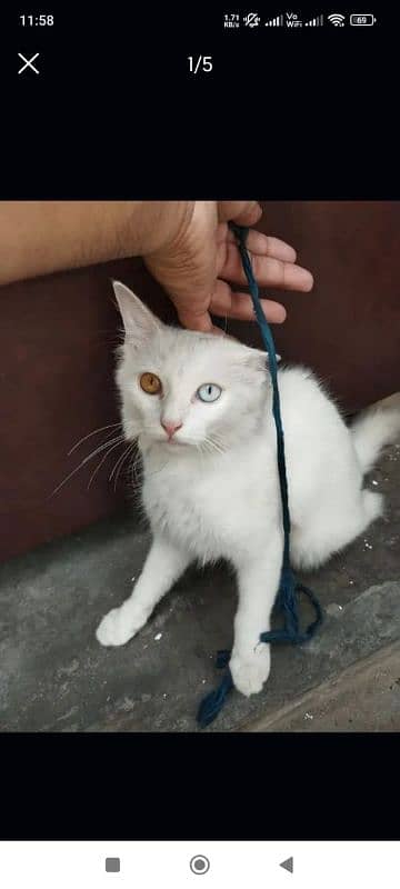 Persian white cate available 0