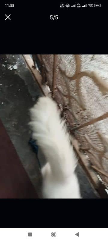 Persian white cate available 1