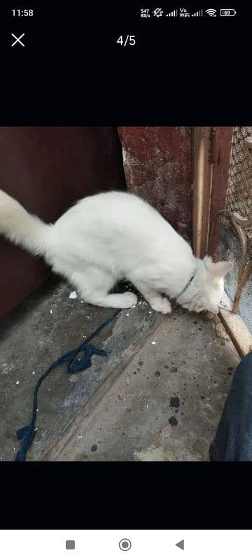 Persian white cate available 2