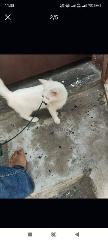 Persian white cate available 4