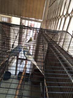 Australian Parrot | Australian Parrot for sale | Parrot for sale 0