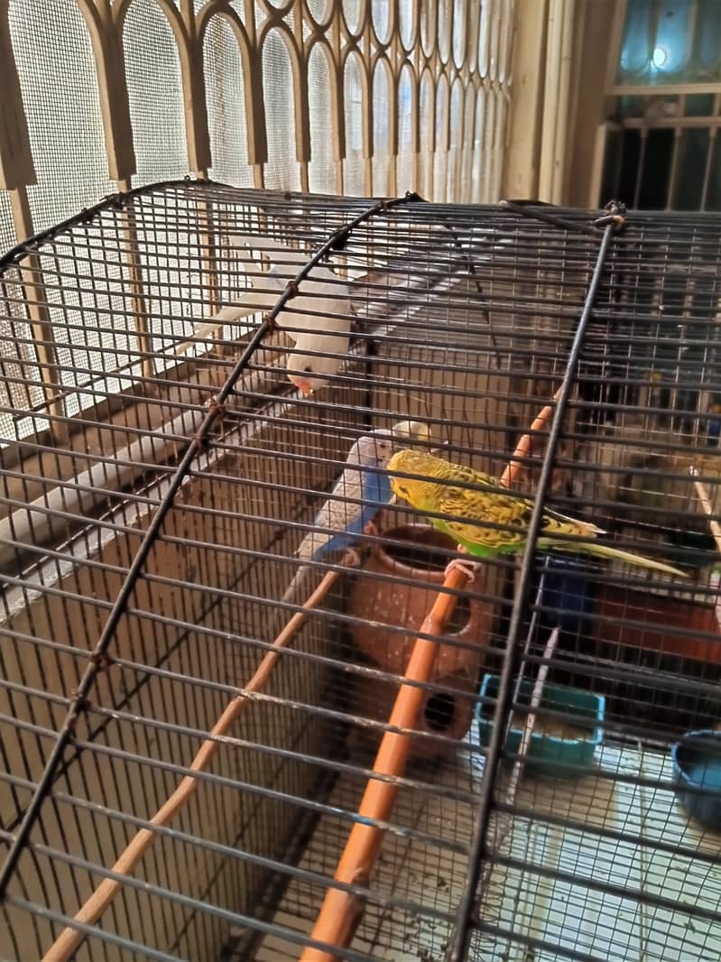 Australian Parrot | Australian Parrot for sale | Parrot for sale 1