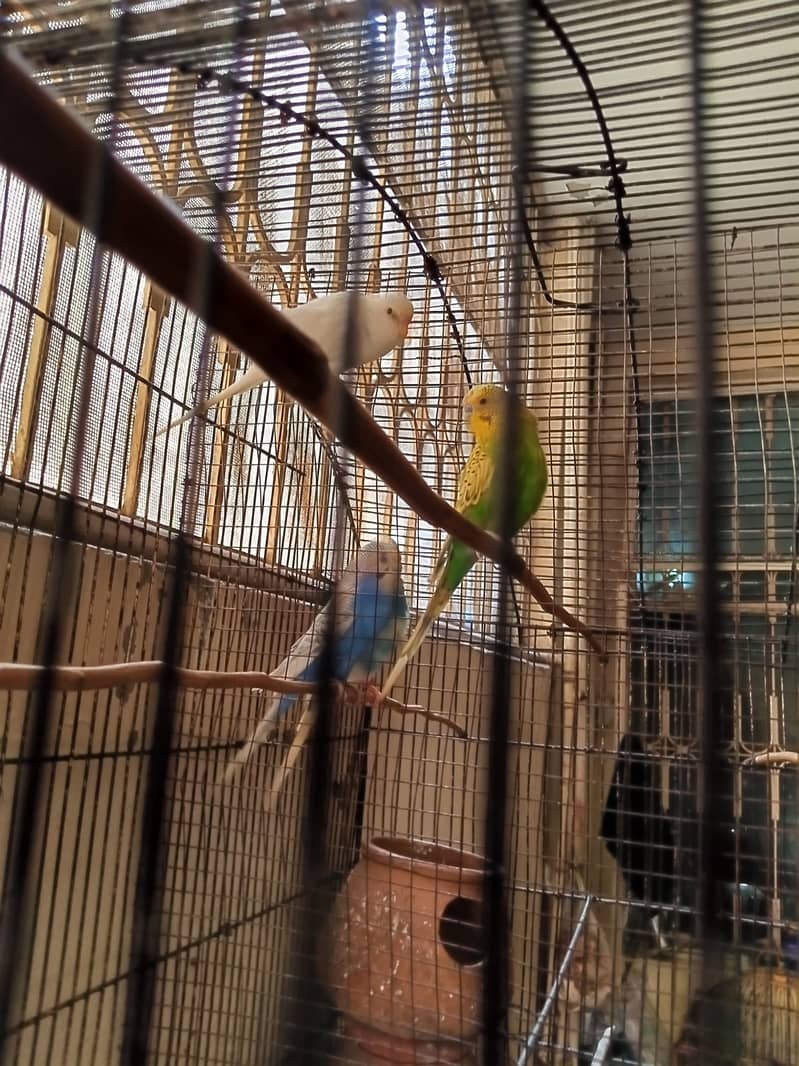 Australian Parrot | Australian Parrot for sale | Parrot for sale 2