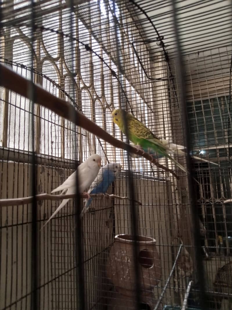 Australian Parrot | Australian Parrot for sale | Parrot for sale 3