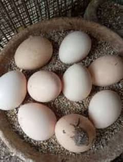 ASEEL Eggs for sell 03024953979