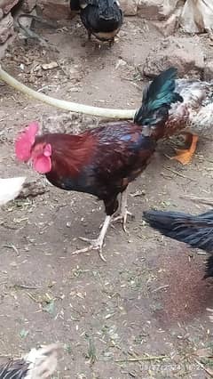 hen. dasi Murghafor sale