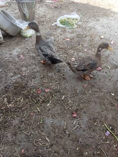 ducks