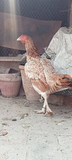 Pure Mianwali Old blood line Aseel hen for sale.