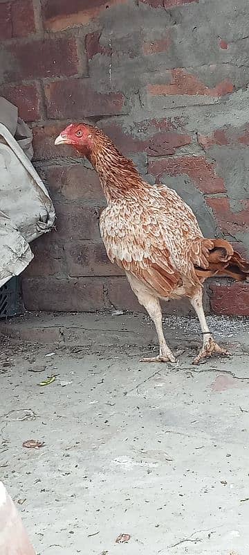 Pure Mianwali Old blood line Aseel hen for sale. 2