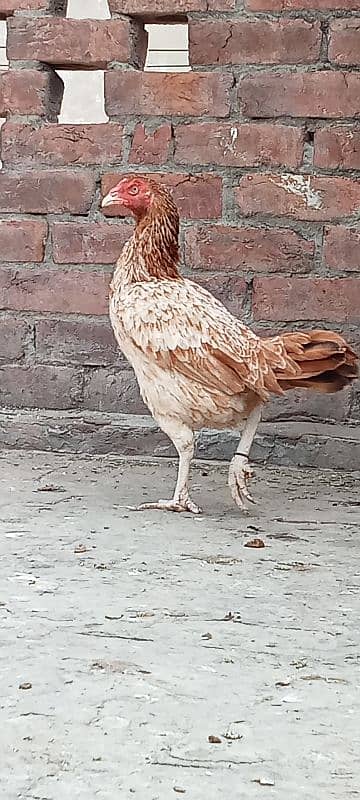 Pure Mianwali Old blood line Aseel hen for sale. 4