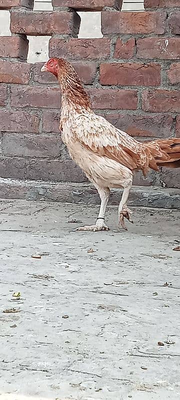 Pure Mianwali Old blood line Aseel hen for sale. 5