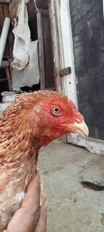 Pure Mianwali Old blood line Aseel hen for sale. 7