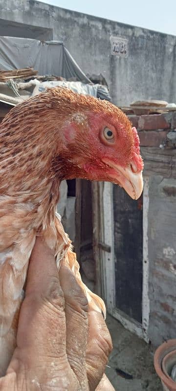 Pure Mianwali Old blood line Aseel hen for sale. 8