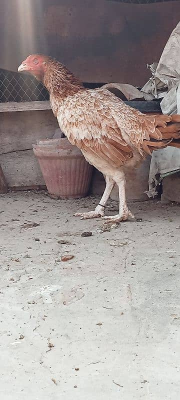 Pure Mianwali Old blood line Aseel hen for sale. 9