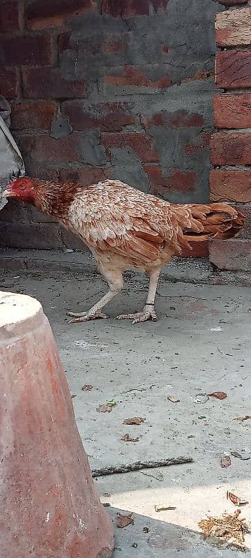 Pure Mianwali Old blood line Aseel hen for sale. 10