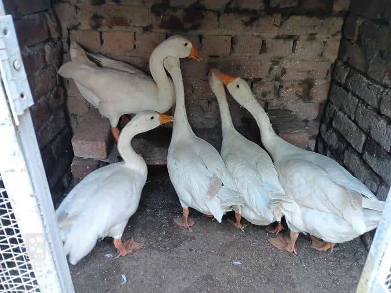 long neck ducks full ready for eggs 0