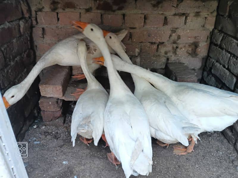 long neck ducks full ready for eggs 1