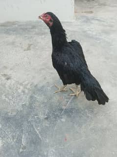 black mianwali hen