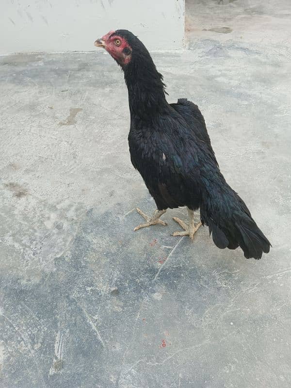 black mianwali hen 0