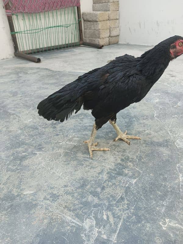 black mianwali hen 1