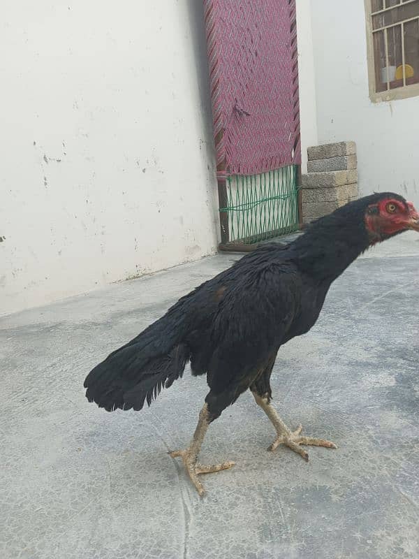 black mianwali hen 2