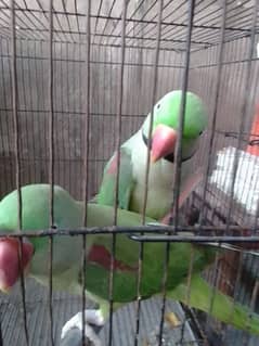 Raw parrot pair