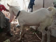 gulabi 6 dant heavy breeder male 35kg in meet weight