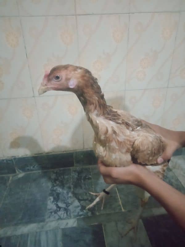 asel shamo for sale 3