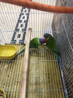 plum headed parrot  breeding pair