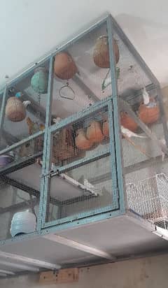 Cage with Australian Parrots 0