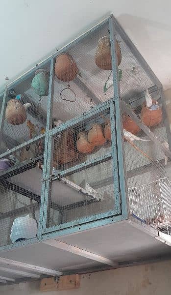 Cage with Australian Parrots 0