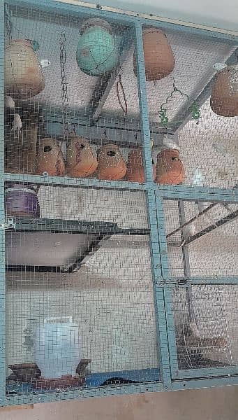 Cage with Australian Parrots 1