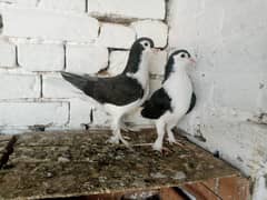 Black Sherazi Kabootar Fancy Pigeon