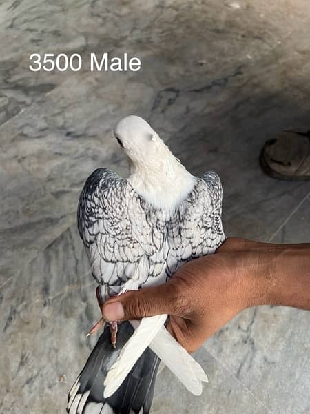 fancy pigeons lucky frill danish sentient kabootar 18