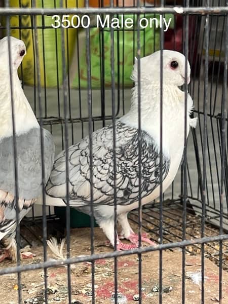 fancy pigeons lucky frill danish sentient kabootar 19