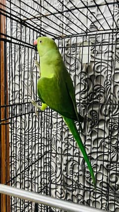 Female Parrot