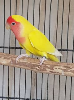 common Lutino Adult breeder Female confirm 03006848546