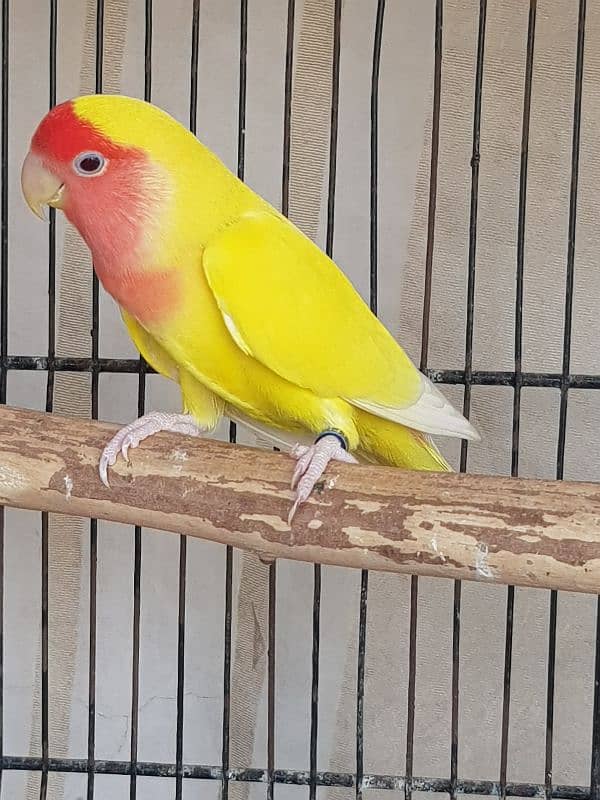 common Lutino Adult breeder Female confirm 03006848546 1