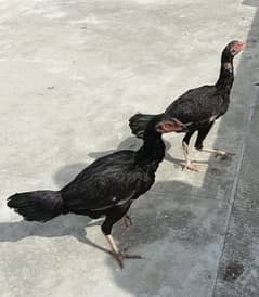 Black chicks for sale