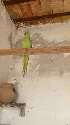 parrot female 03127093372