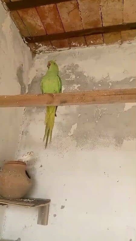 parrot female 03127093372 0