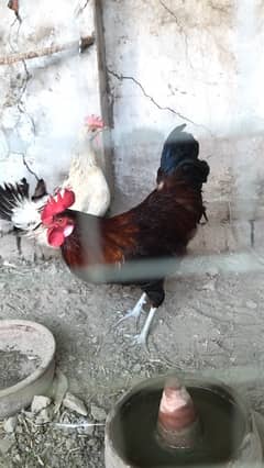 golden misri murgian for sale, contact 03077965568